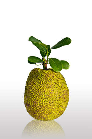 the jackfruit on white background at has the shade refects ,take a photograph the vertical