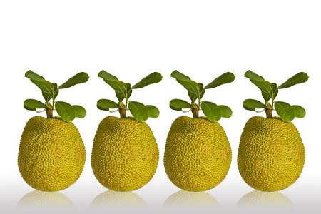 the jackfruit on white background at has the shade refects , の写真素材