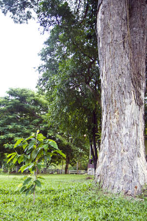 tiny tree which wait for day grow up to is like other