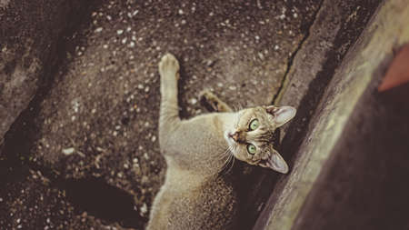 Cat 011の写真素材