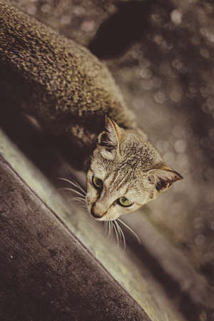 Cat 010の写真素材