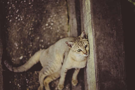 Cat 009の写真素材