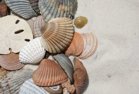 Seashells on Beach