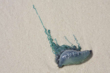 Blue dead jellyfish on beach
