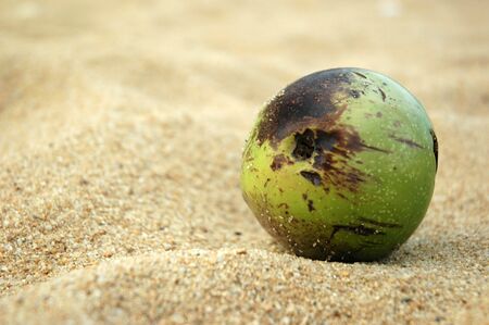 coconut at the beachの写真素材
