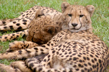 Cheetahsの写真素材