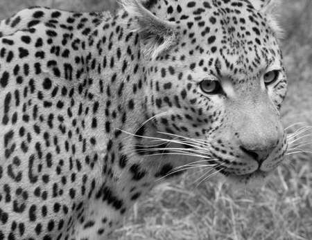 Leopardの写真素材