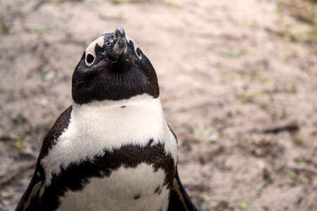 Penguinの写真素材