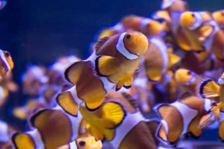clown fishの写真素材