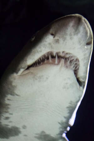 Sharkの写真素材
