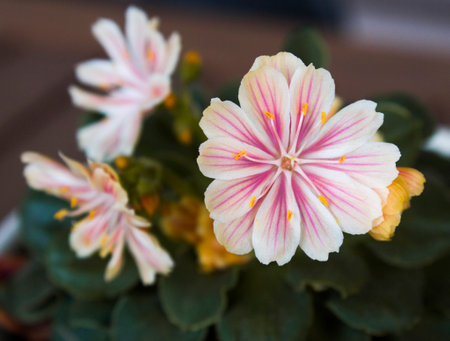 Pink flowersの写真素材