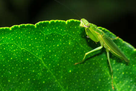 Mantis on a green leaf. It is watching us