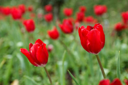 Garden tulips with red tulips on a green background.の写真素材