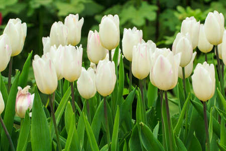 Garden tulips with  white tulips on a green background.の写真素材