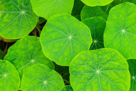Asiatic lots of bright green. Use as background