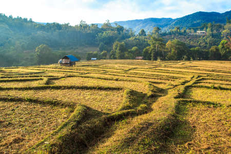 View of rice terraces After harvest A beautiful yellow goldの写真素材