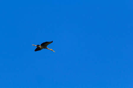 A bird is flying in the blue sky.の写真素材