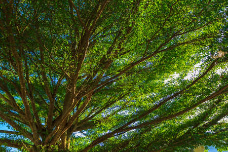 Tree branches and sunlight affect the leaves.の写真素材