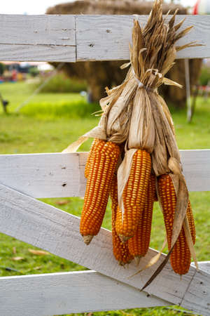 Corn dry hanging  at the white fence.の写真素材