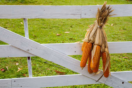 Corn dry hanging  at the white fence.の写真素材