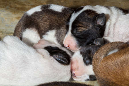 Puppy is sleeping with one brown one white, brown body.の写真素材