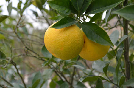 orangeの写真素材