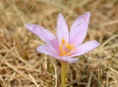 crocus mountainの写真素材