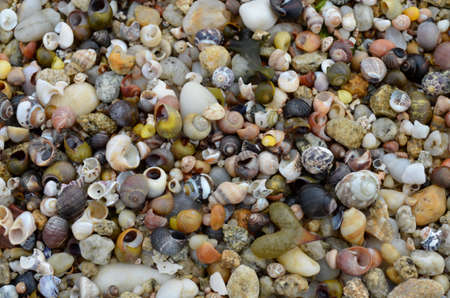 pebbles and shells