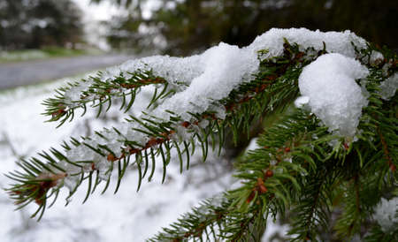 snow on a fir branchの写真素材