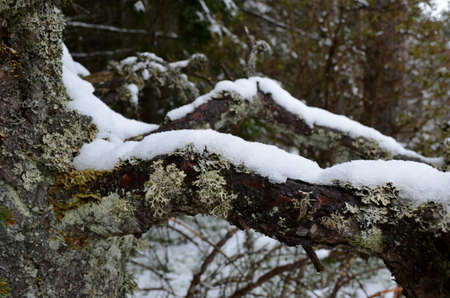 snow on a branchの写真素材