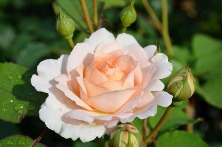 pink roseの写真素材
