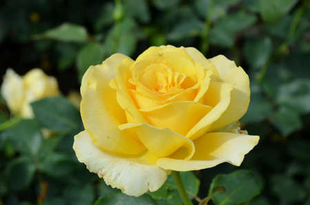 yellow Roseの写真素材