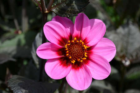 pink dahliaの写真素材