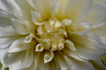 white Dahliaの写真素材