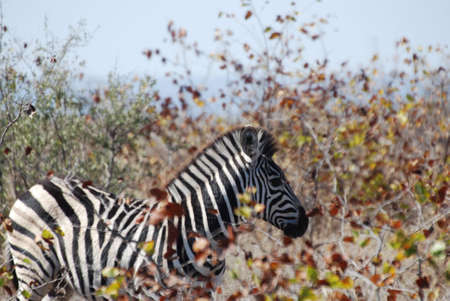 Zebraの写真素材