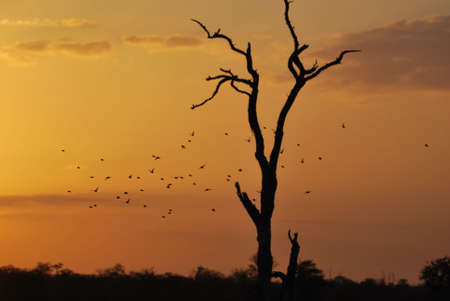 Sunset with treeの写真素材