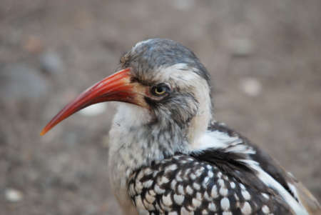 Red-Billed Hornbillの写真素材