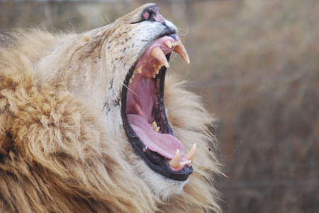 Lion yawning の写真素材