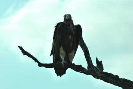 Lappet-Faced Vulture on a tree branch in Kruger National Park