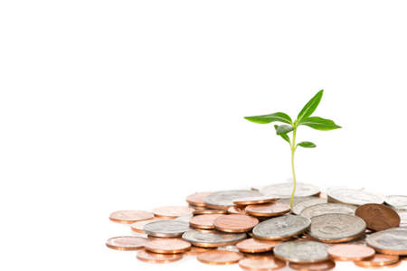 Small Plant Growing Out Of Pile Of Coins