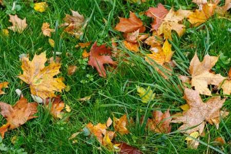 Multicolored maple leaves lie on the grass. Lawn with green grass covered with fallen yellow maple leaves. Red and yellow maple leaves in green grass. Autumn November in the park.の写真素材