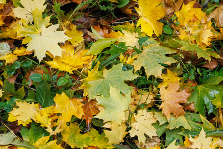 Multicolored maple leaves lie on the grass. Lawn with green grass covered with fallen yellow maple leaves. Red and yellow maple leaves in green grass. Autumn November in the park.の写真素材