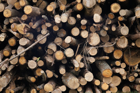 Harvesting firewood for the winter. Pile of stacked firewood prepared for heating the house in winter, chopped firewood on a stack, firewood stacked and prepared for winter, piles of wood logsの写真素材