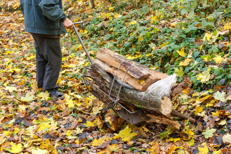 An old man carries firewood in an iron wheelbarrow in an autumn forest. Firewood for the stove in winter. Harvesting firewood for the winter. Rural lifeの写真素材