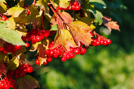 Close-up of a bunch of red viburnum berries. Viburnum bush on a sunny day at the end of the summer seasonの写真素材
