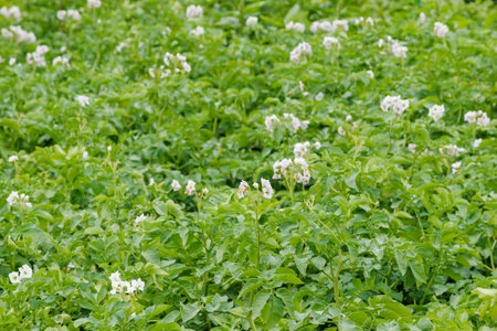 White flowering potatoes in a farm field. Flowering growing potatoes. Flowering potato plantation, selective focusの写真素材