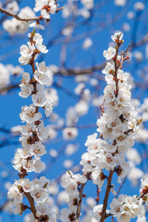 blossoming branches of apricot on the background of the blue sky.の写真素材