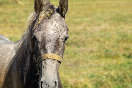 a horse with a lot of flies on its face is looking at the camera.の写真素材