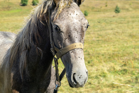 a horse with a lot of flies on its face is looking at the camera.の写真素材