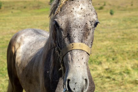 a horse with a lot of flies on its face is looking at the camera.の写真素材